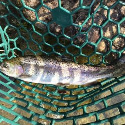 朽木渓流魚センタールアーフィールド